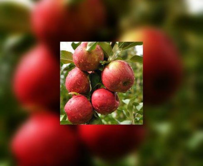 Histoires de pommes