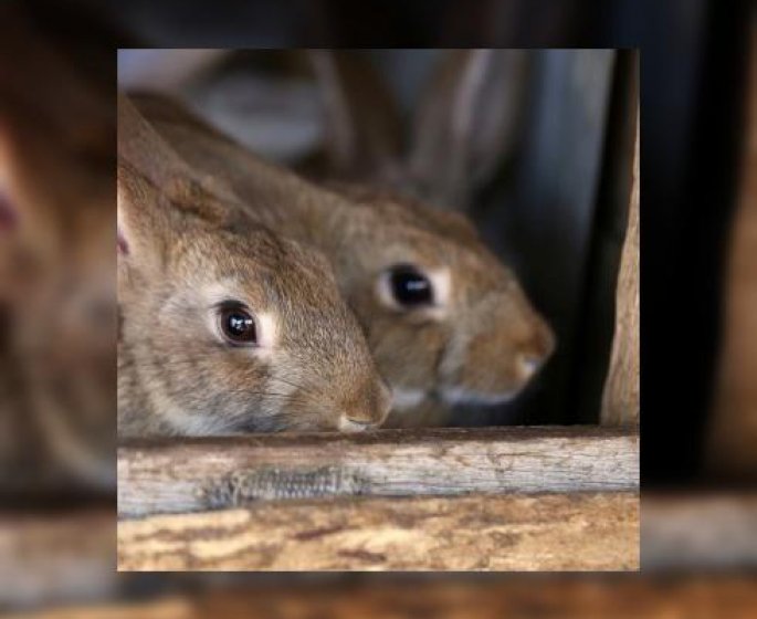 D’ou vient l’elevage du lapin ?