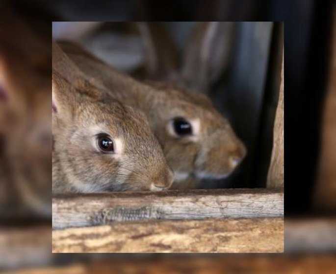 D’ou vient l’elevage du lapin ? 