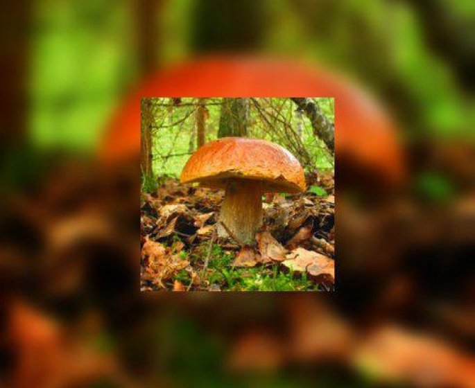 Si vous allez aux champignons…
