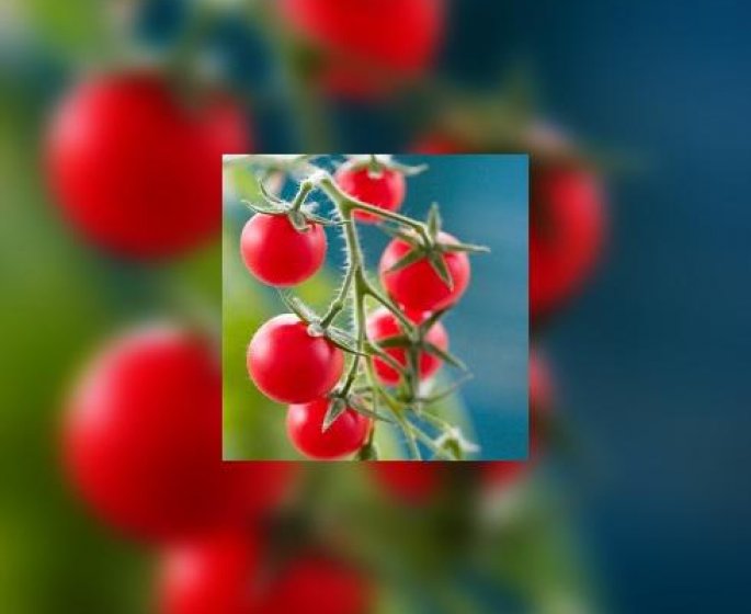 Et si vous cultiviez vos tomates ?