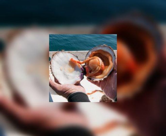 Comment preparer les coquilles Saint-Jacques ?