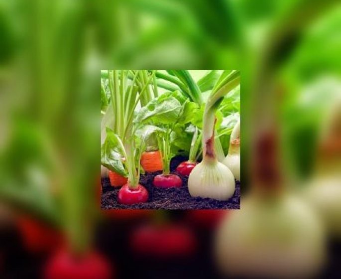 Et si vous cultiviez votre jardin ?