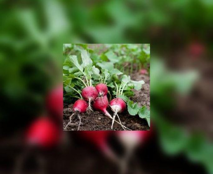 Pourquoi vous devez manger des radis