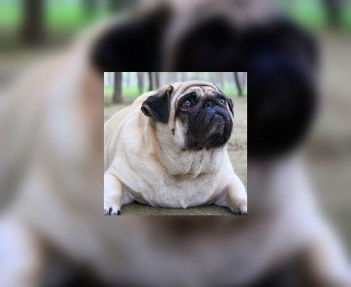Obesite : elle frappe aussi les animaux !