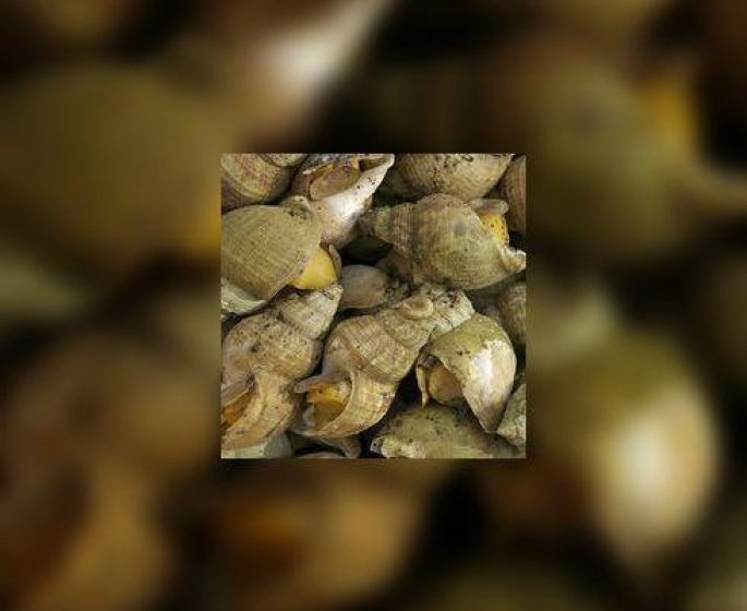 Pourquoi vous devez manger des bulots