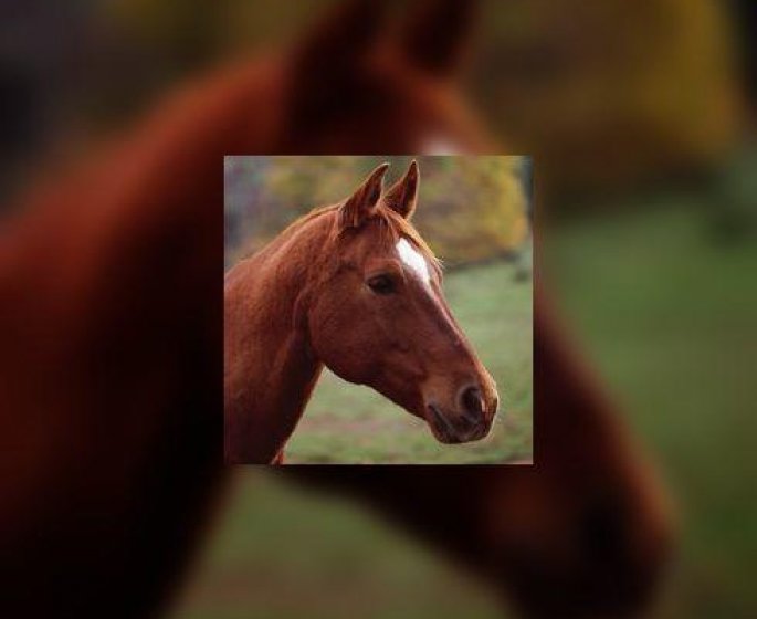 Peut-on manger de la viande de cheval ?