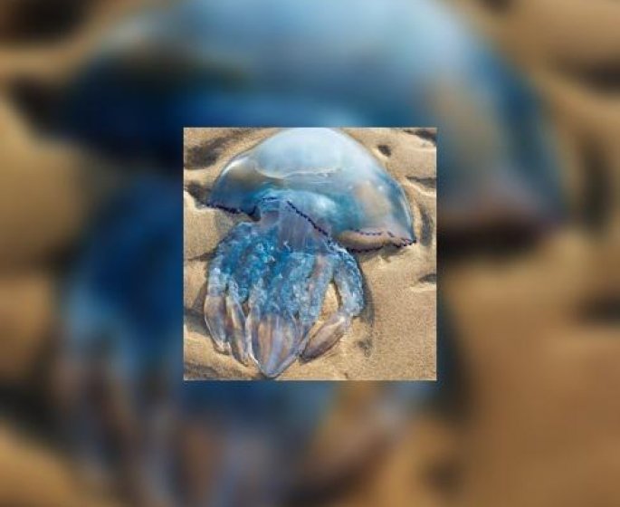 Etes-vous prets a manger des meduses ?