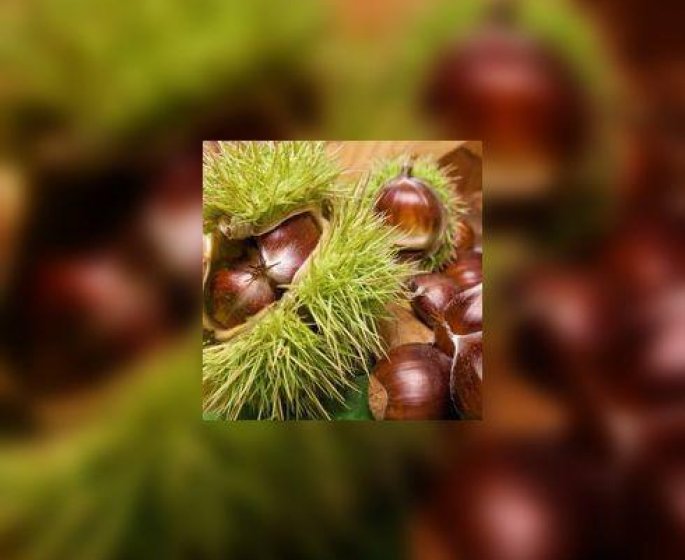 Chataigne ou marron ?