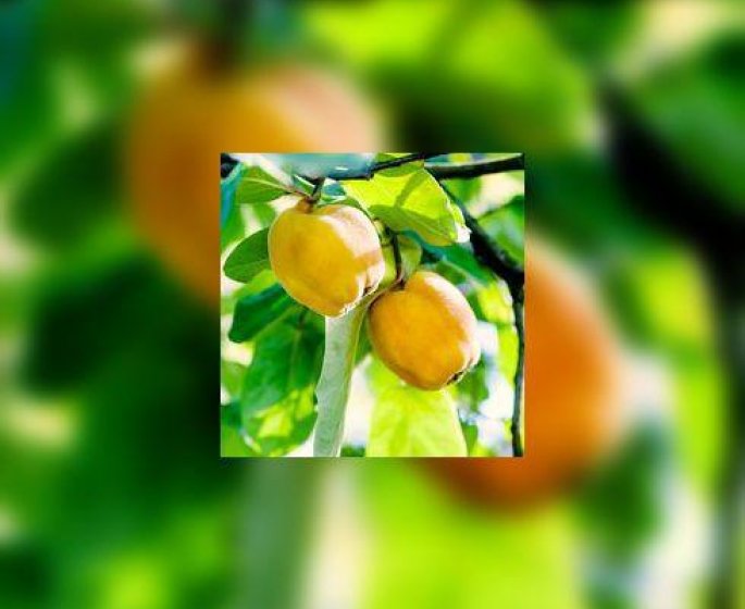 Coing : connaissez-vous vraiment ce fruit benefique ? 
