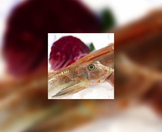Connaissez-vous le grondin ?