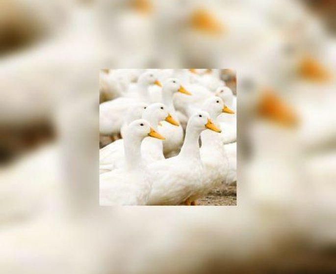D-ou vient le foie gras ?