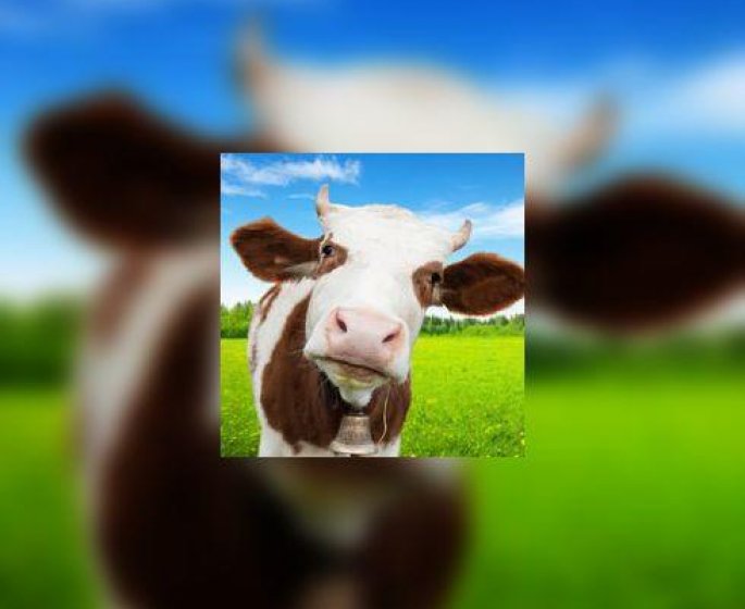 Viande, charcuteries et cancer
