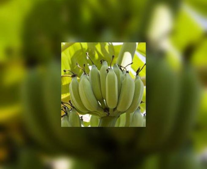 Bananes et ananas equitables