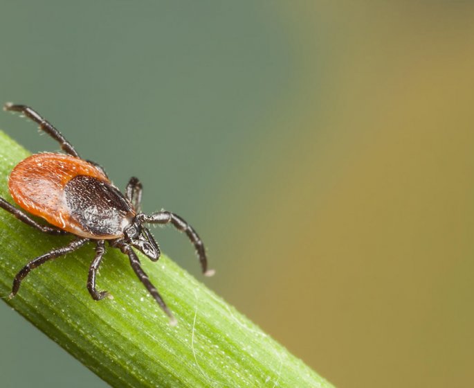 Maladie de Lyme : 59 patients portent plainte… mais pourquoi ?