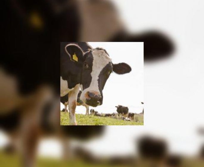 Les farines animales pourraient bien etre reintroduites !