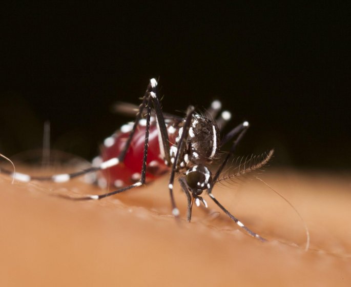 Chikungunya : cet ete, le risque d’epidemie est reel