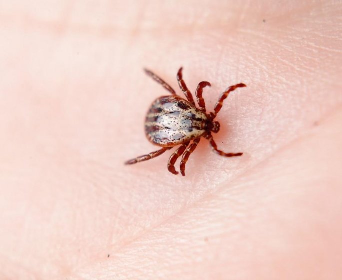 Tiques : le vaccin protegeant des encephalites est en rupture de stock