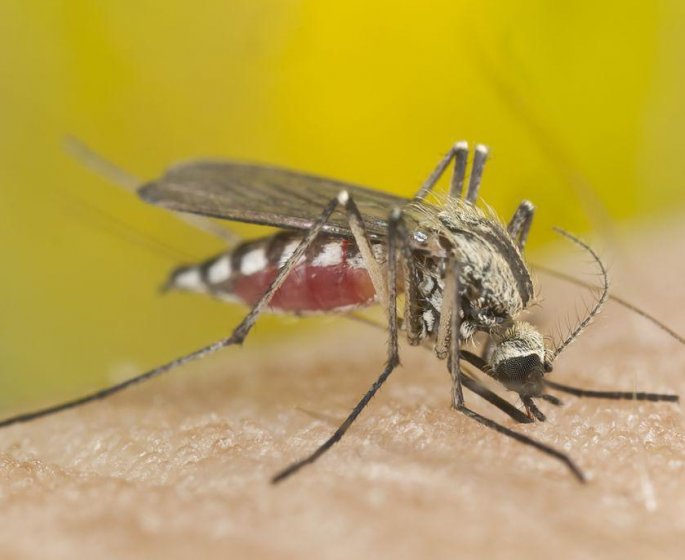 Dengue, chikungunya et Zika : le moustique tigre est de retour