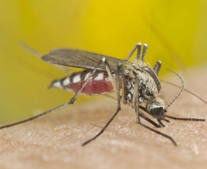 Dengue, chikungunya et Zika : le moustique tigre est de retour