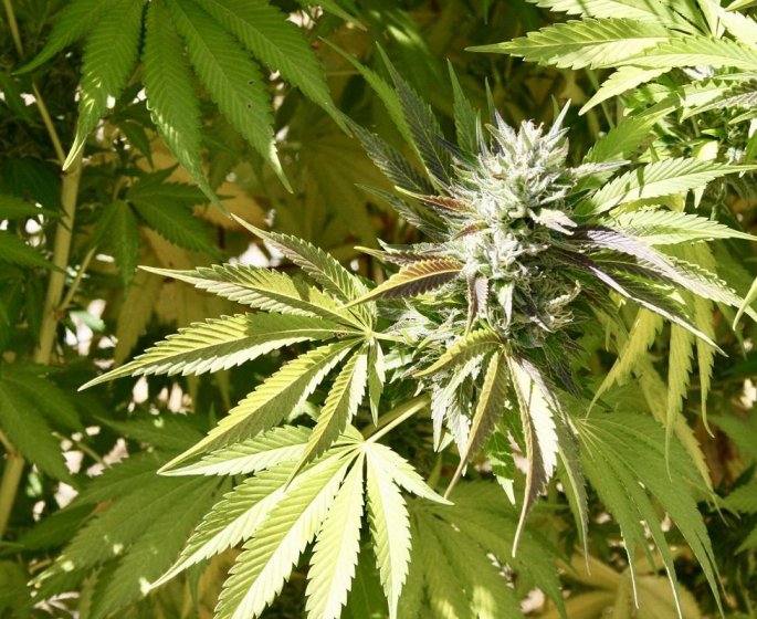 Cannabis : le THC legalise par erreur il y a 10 ans