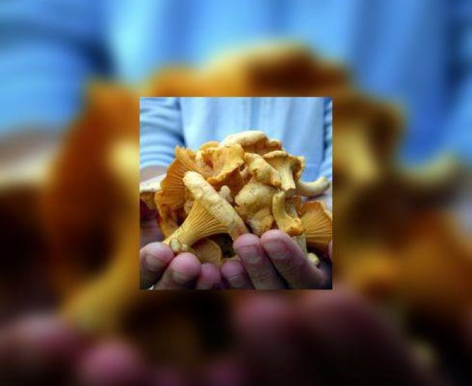 La cueillette des champignons : jamais sans precautions