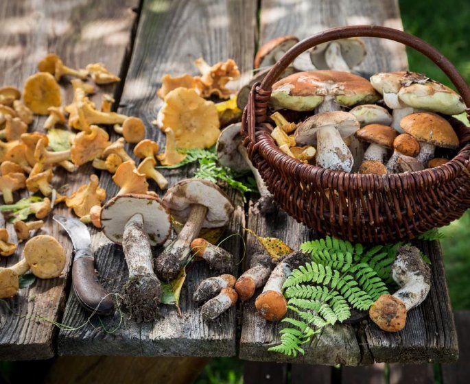 Mise en garde : les intoxications aux champignons explosent