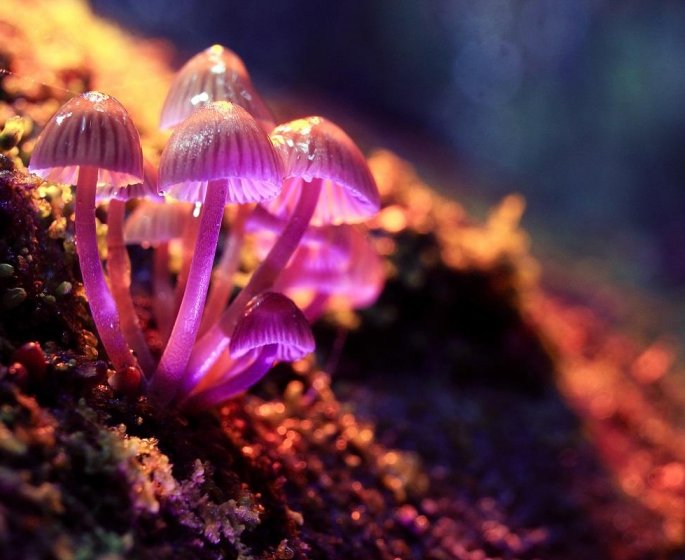 Depression : LSD, ectasy pourraient "reparer" le cerveau