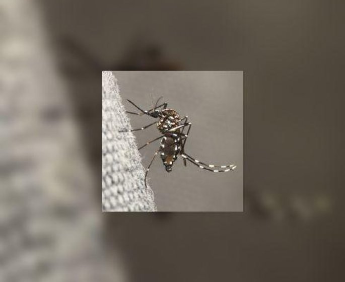 La dengue et le chikungunya : les moustiques tigre s’implantent durablement en metropole