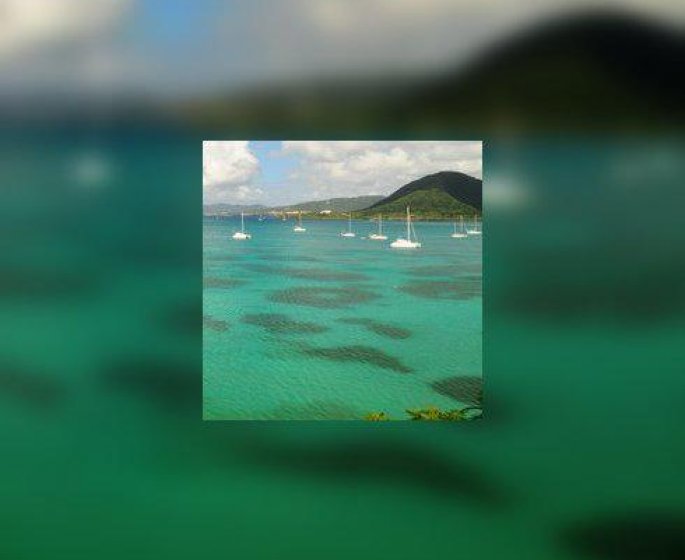 Martinique et Guadeloupe : progression inquietante de la dengue