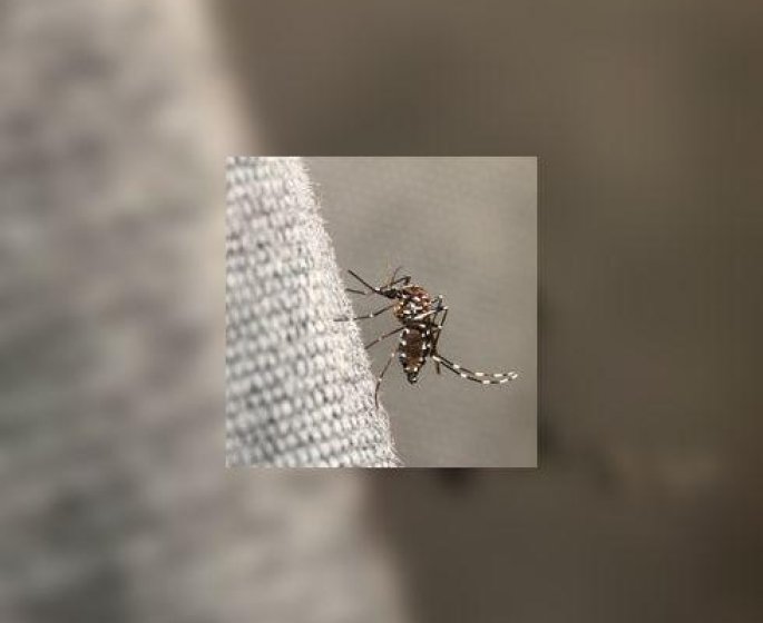 Chikungunya : 4 cas autochtones dans l’Herault