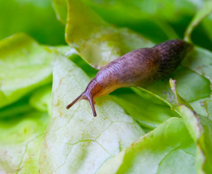 Apres avoir avale une limace pour un pari, il reste tetraplegique