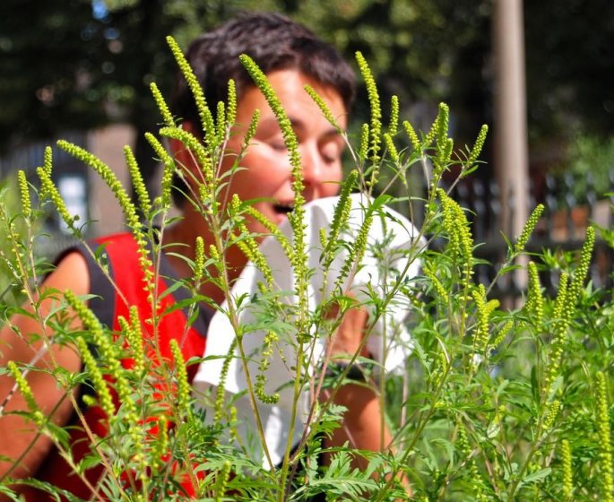 Allergie au pollen d’ambroisie : alerte rouge dans 5 departements