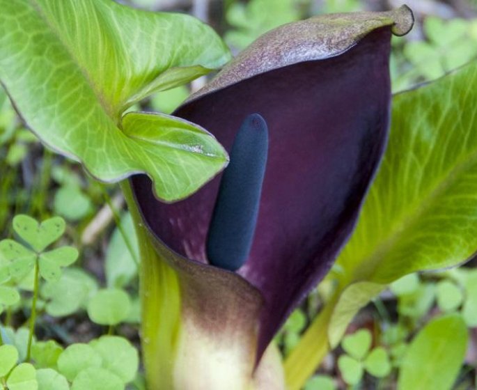 Un petit garcon intoxique apres avoir touche une plante lors d’une cueillette de muguet