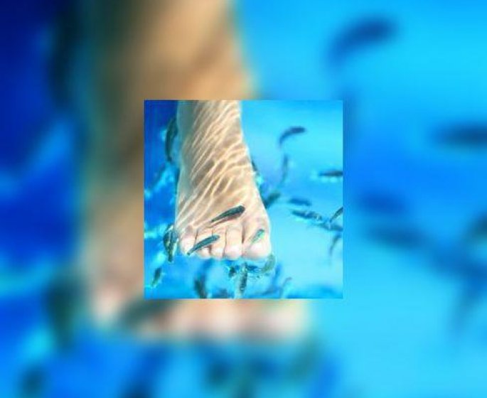 La « fish pedicure », une pratique qui inquiete les autorites
