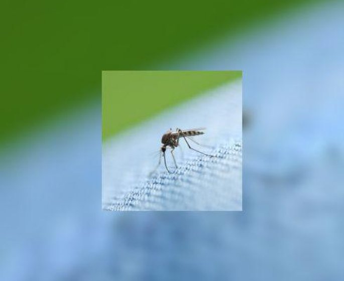 Attention, moustiques tigres, sous surveillance en France