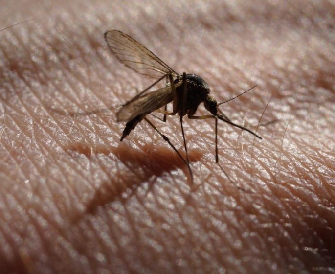 Alpes-Maritimes : 11 personnes victimes du virus West Nile