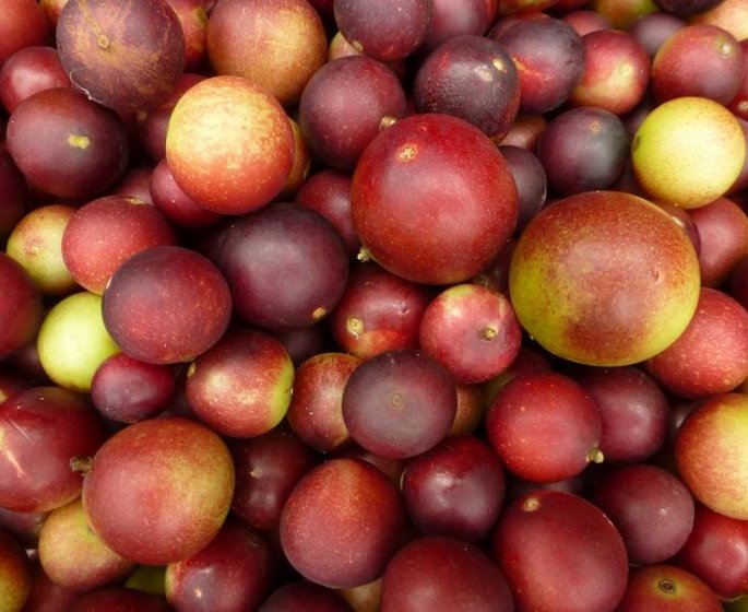 Obesite : le camu-camu pourrait-il enrayer le fleau ?