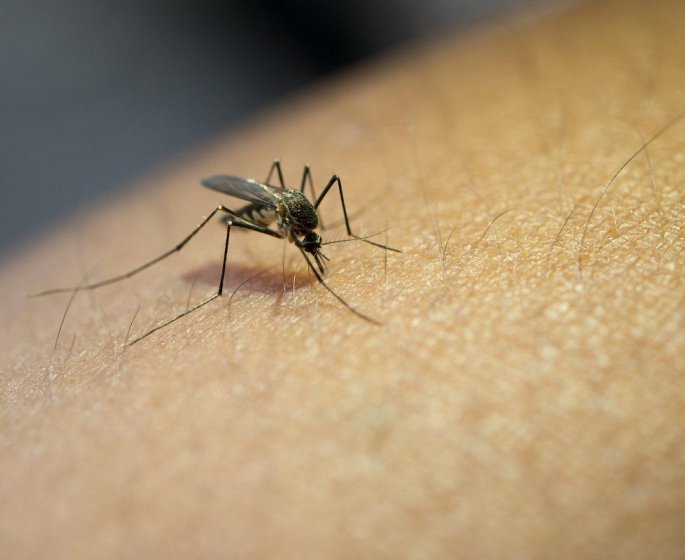 Piqures de moustiques : pourquoi moi ? 