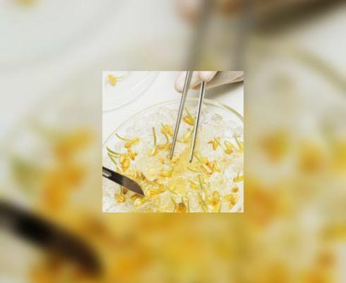 E.Coli : les recommandations des autorites