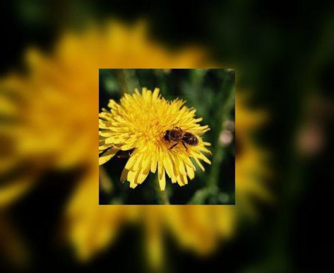 Allergie : les pollens de cypres sont deja de retour…