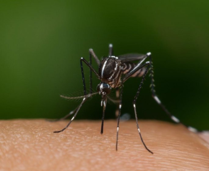 Dengue : alerte rouge dans les Alpes-Maritimes