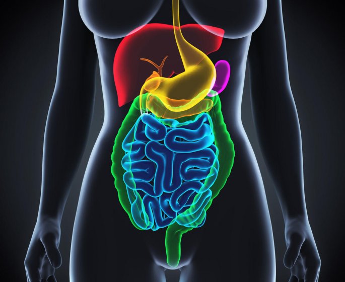 L’interstitium, cet organe du corps humain qui vient d’etre decouvert