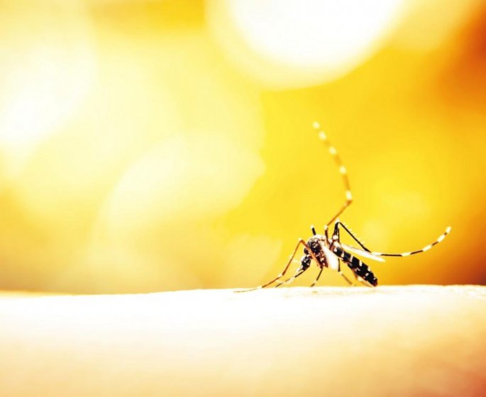 Dengue : un premier cas autochtone decouvert dans l’Herault