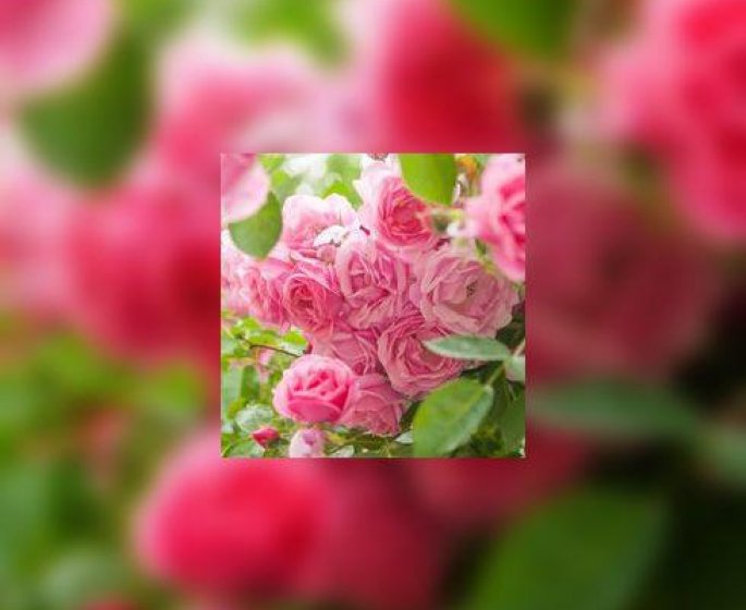 Des roses et des motards pour lutter contre le cancer