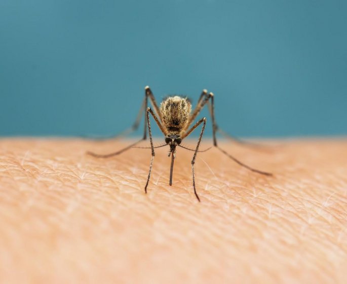 Virus du Nil : 20 cas d’infection dans le Sud de la France
