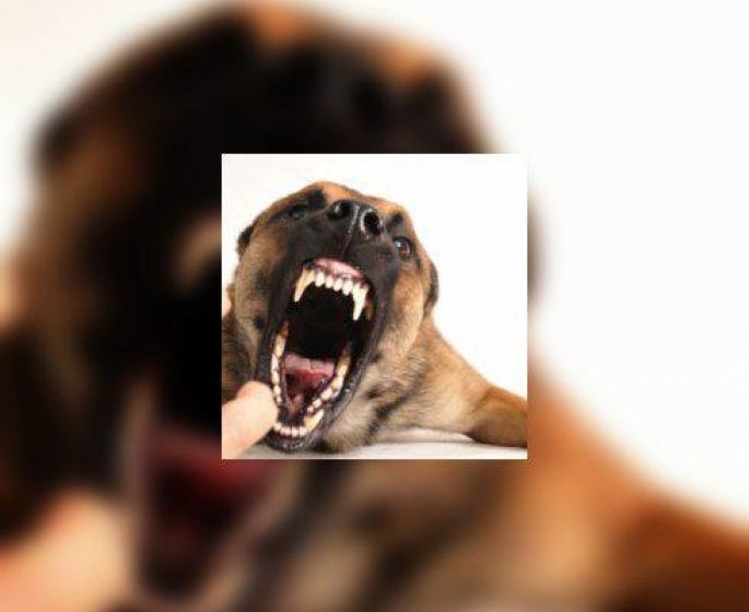 Morsures de chien : 33 deces en 20 ans