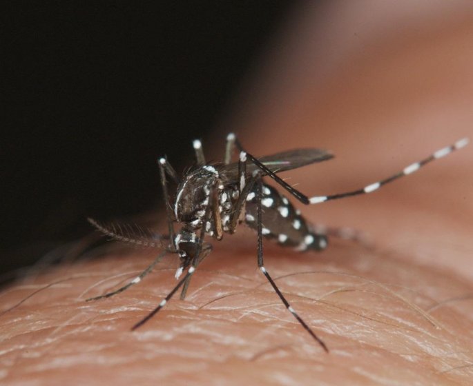 Plus de 2 000 cas de dengue declares a La Reunion