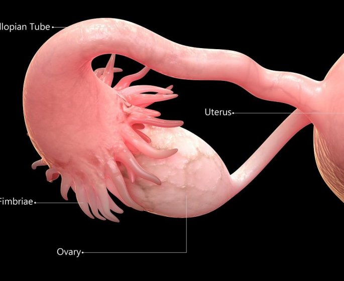 Un ovaire artificiel pour traiter les infertilites apres un cancer