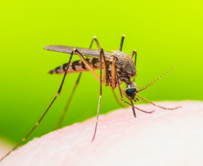 Montpellier : le virus Usutu transmis pour la premiere fois par un moustique en France